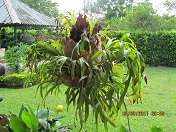 [Foto de planta, jardin, jardineria]