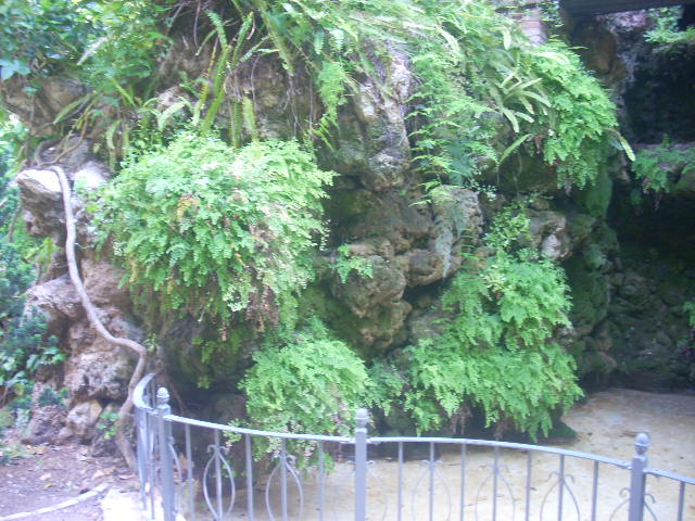 [Foto de planta, jardin, jardineria]