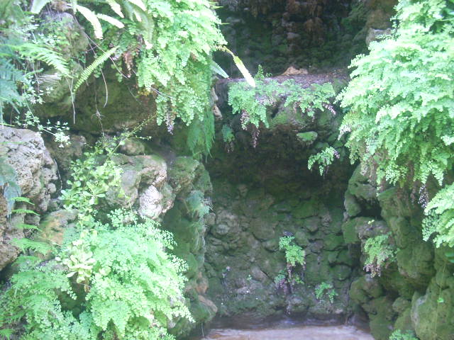 [Foto de planta, jardin, jardineria]