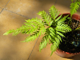 [Foto de planta, jardin, jardineria]