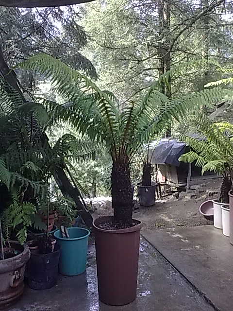 [Foto de planta, jardin, jardineria]