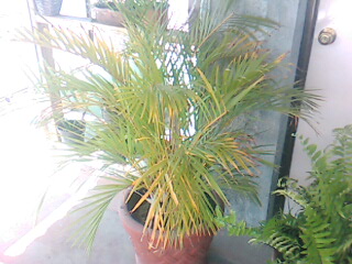 [Foto de planta, jardin, jardineria]