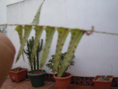 [Foto de planta, jardin, jardineria]