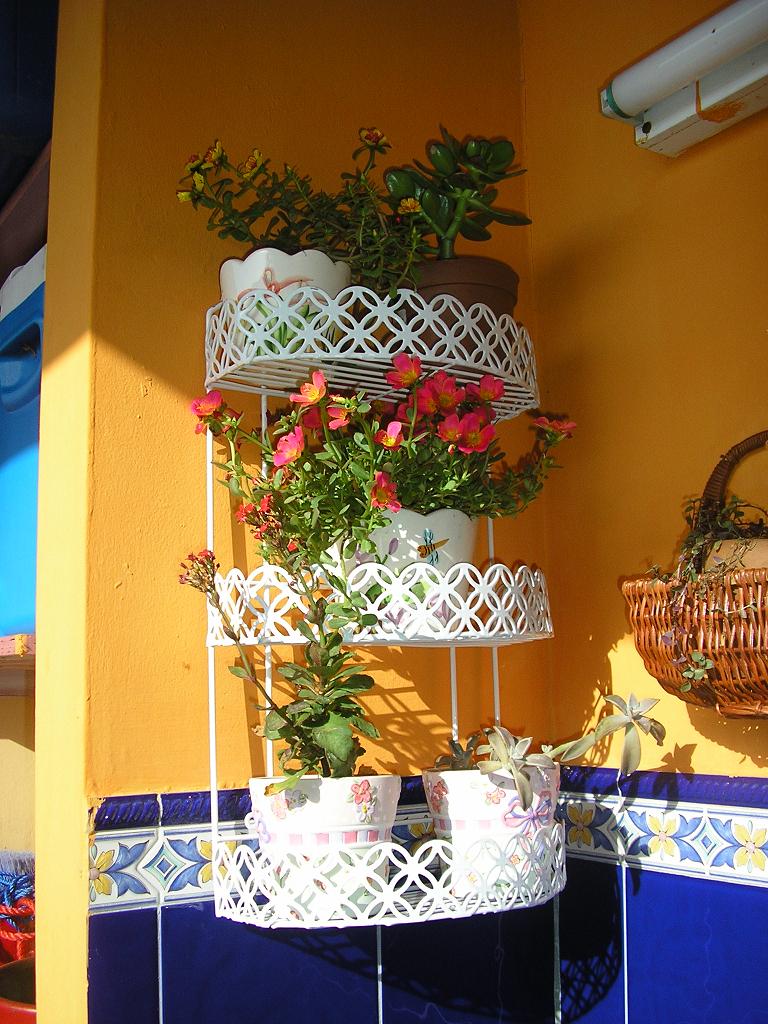 [Foto de planta, jardin, jardineria]