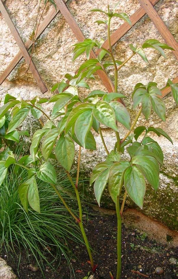 [Foto de planta, jardin, jardineria]