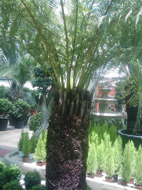 [Foto de planta, jardin, jardineria]