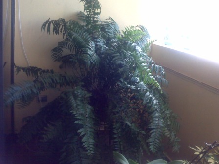 [Foto de planta, jardin, jardineria]