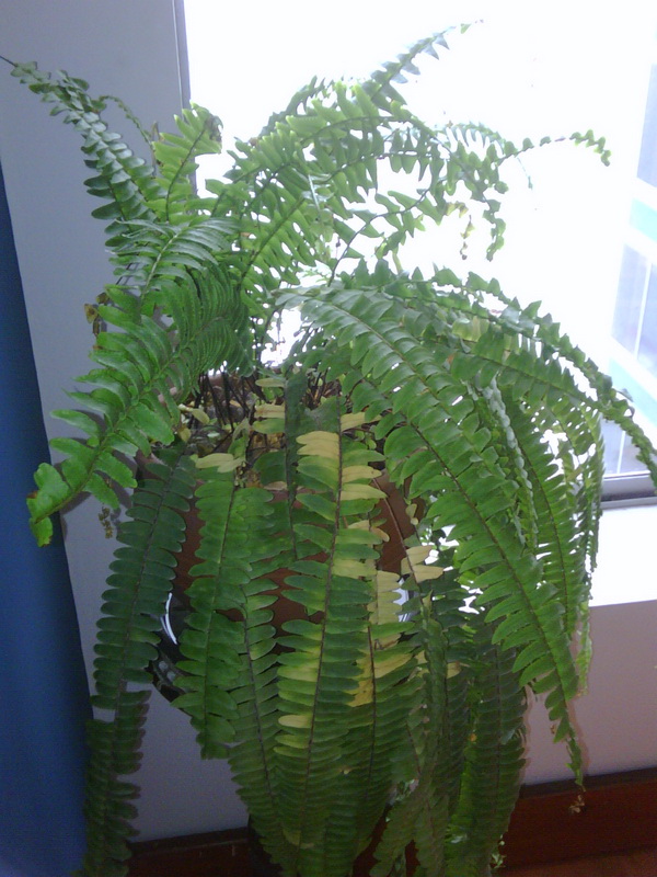 [Foto de planta, jardin, jardineria]