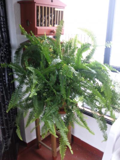 [Foto de planta, jardin, jardineria]