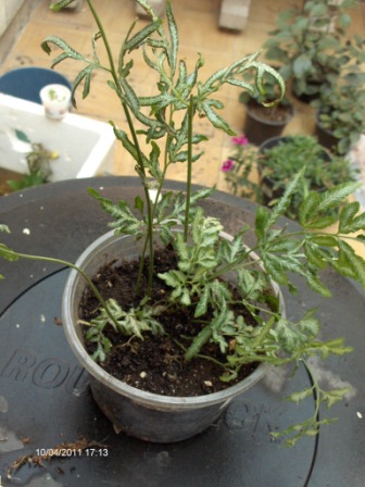 [Foto de planta, jardin, jardineria]