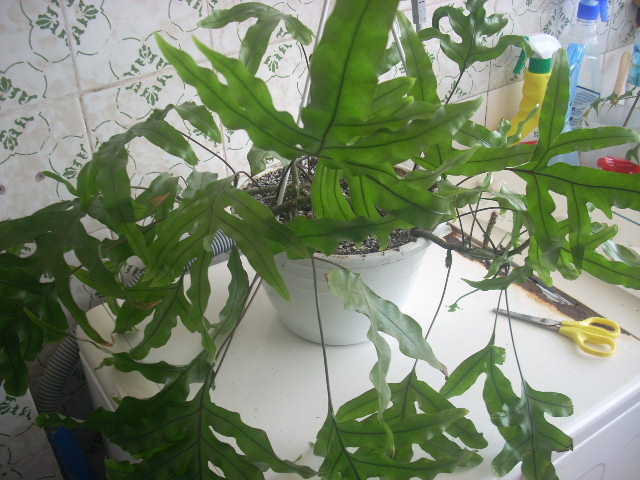 [Foto de planta, jardin, jardineria]