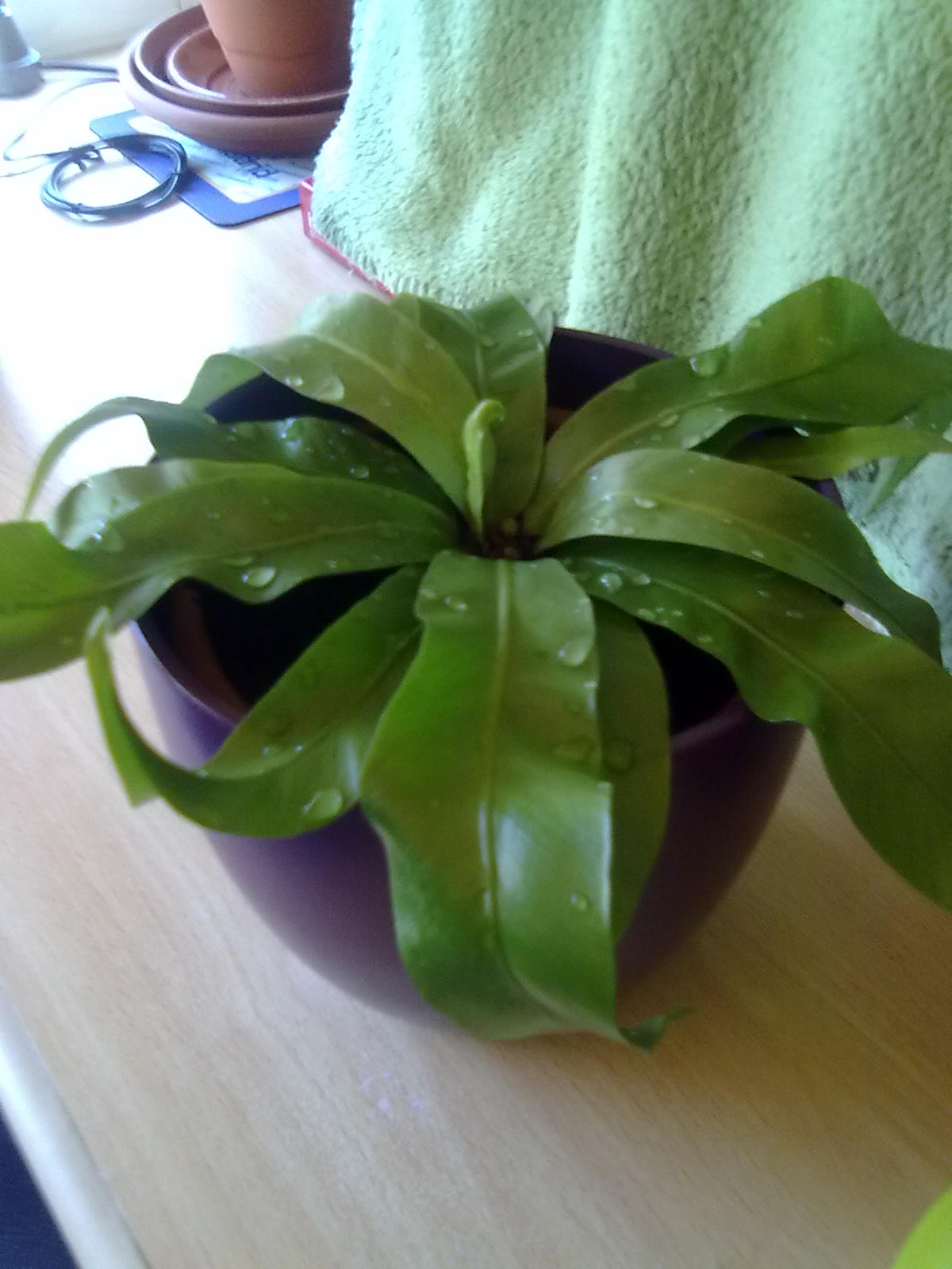 [Foto de planta, jardin, jardineria]