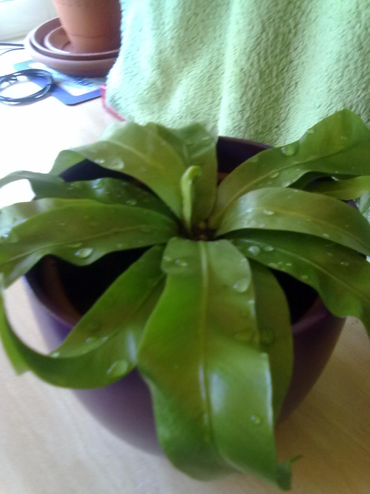 [Foto de planta, jardin, jardineria]