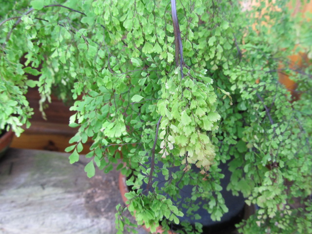 [Foto de planta, jardin, jardineria]