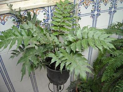 [Foto de planta, jardin, jardineria]