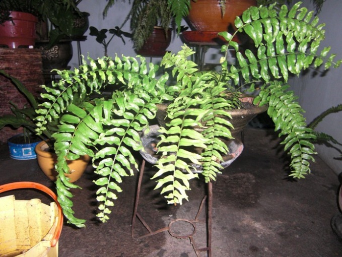 [Foto de planta, jardin, jardineria]