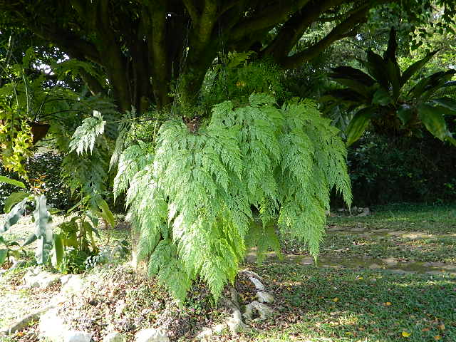 [Foto de planta, jardin, jardineria]