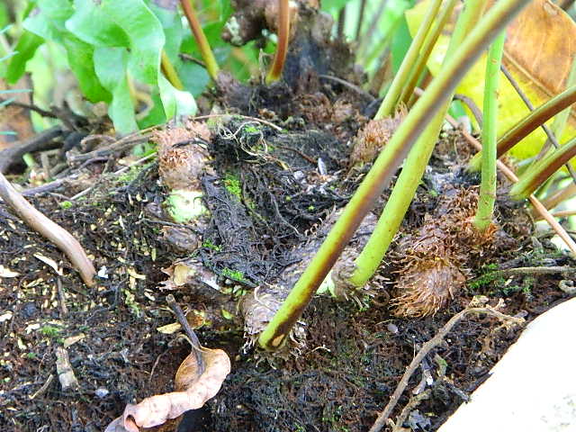 [Foto de planta, jardin, jardineria]