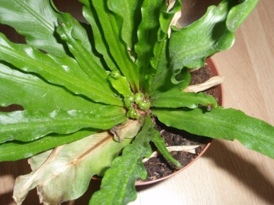 [Foto de planta, jardin, jardineria]