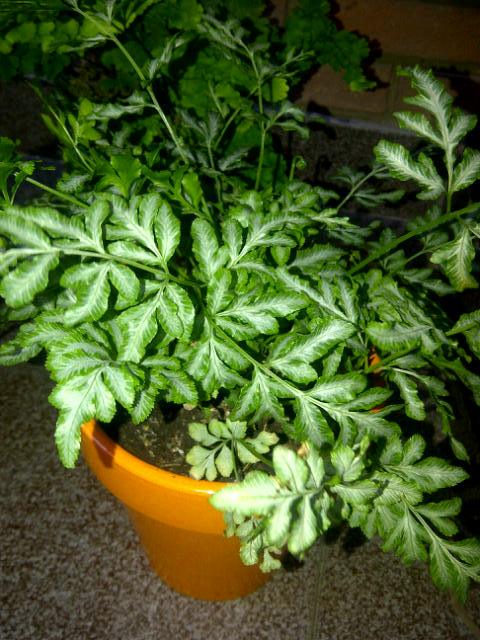 [Foto de planta, jardin, jardineria]