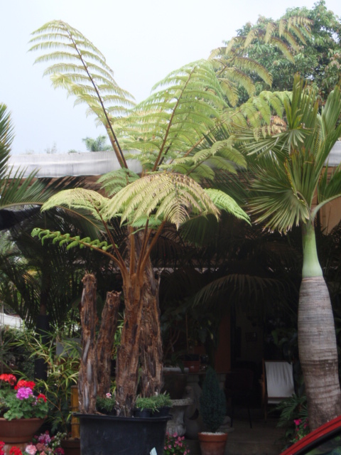 [Foto de planta, jardin, jardineria]