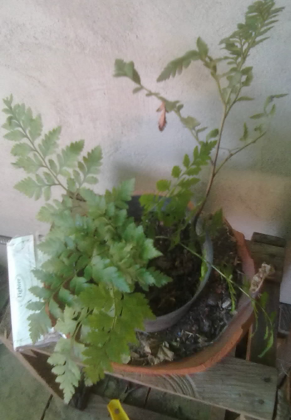 [Foto de planta, jardin, jardineria]