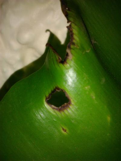 [Foto de planta, jardin, jardineria]