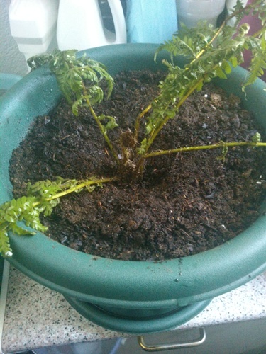 [Foto de planta, jardin, jardineria]