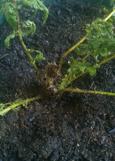 [Foto de planta, jardin, jardineria]