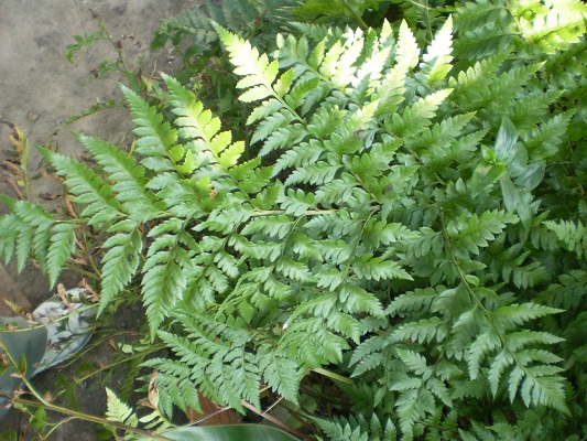 [Foto de planta, jardin, jardineria]