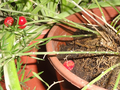 [Foto de planta, jardin, jardineria]