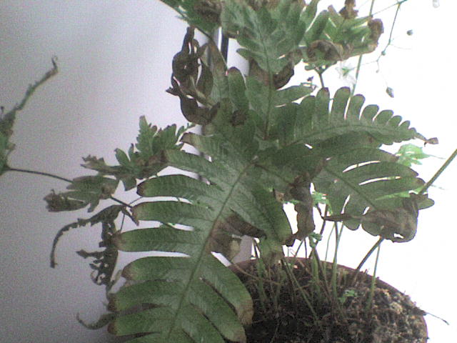 [Foto de planta, jardin, jardineria]