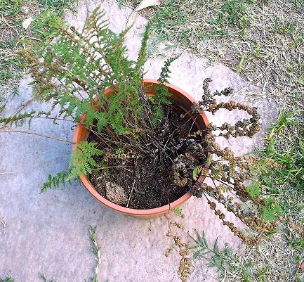 [Foto de planta, jardin, jardineria]