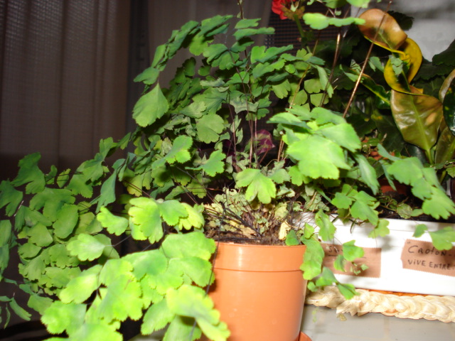 [Foto de planta, jardin, jardineria]