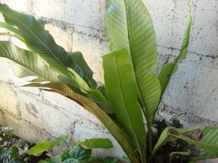 [Foto de planta, jardin, jardineria]