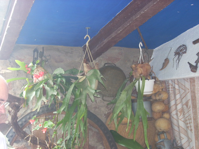 [Foto de planta, jardin, jardineria]