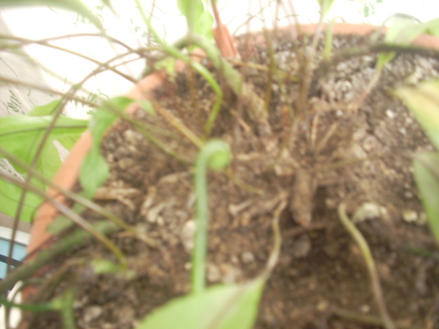 [Foto de planta, jardin, jardineria]