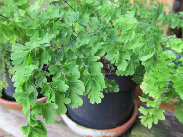 [Foto de planta, jardin, jardineria]