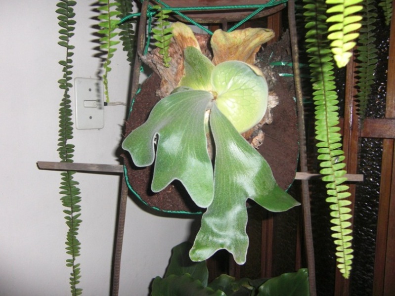 [Foto de planta, jardin, jardineria]