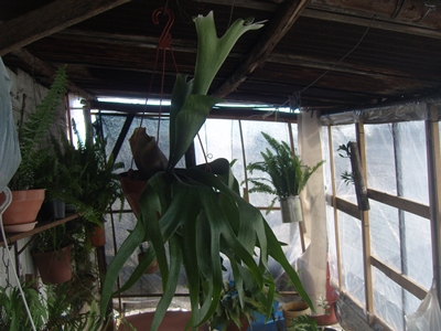 [Foto de planta, jardin, jardineria]