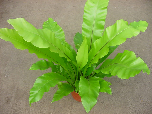 [Foto de planta, jardin, jardineria]