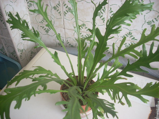 [Foto de planta, jardin, jardineria]