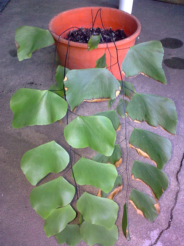 [Foto de planta, jardin, jardineria]