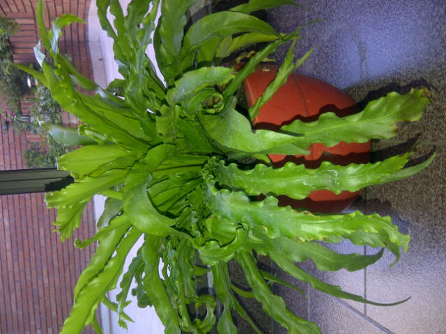 [Foto de planta, jardin, jardineria]