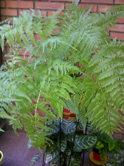 [Foto de planta, jardin, jardineria]
