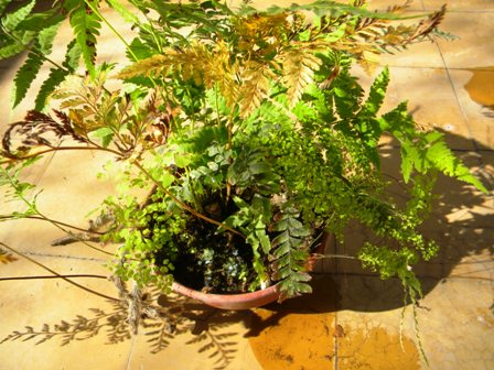 [Foto de planta, jardin, jardineria]