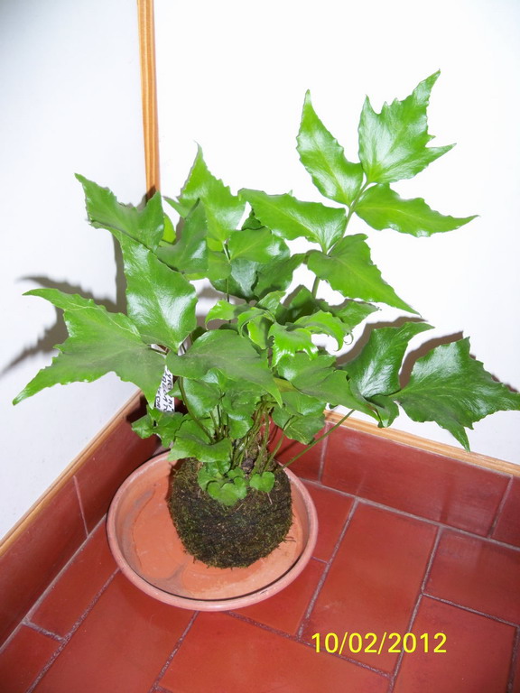 [Foto de planta, jardin, jardineria]