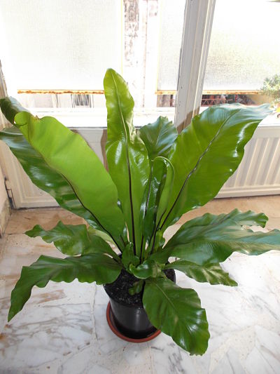 [Foto de planta, jardin, jardineria]