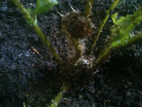 [Foto de planta, jardin, jardineria]