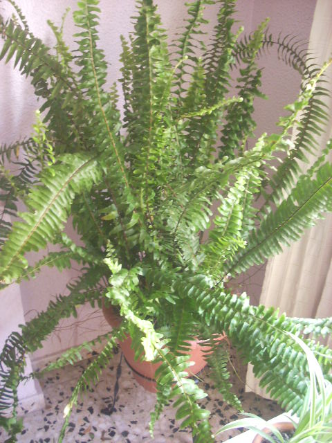 [Foto de planta, jardin, jardineria]